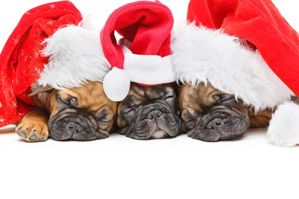 Štěňata spí v vánoční čepice — Stock fotografie