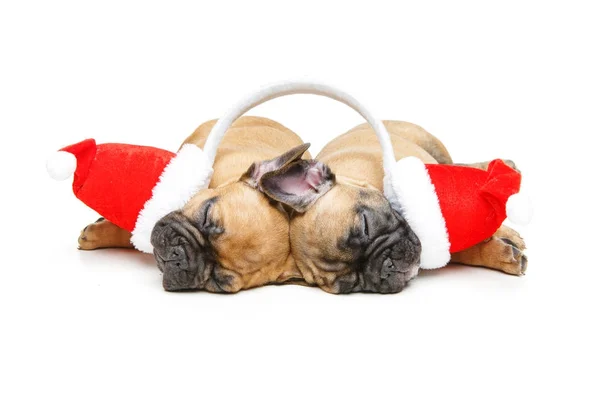 Štěňata spí v vánoční čepice — Stock fotografie