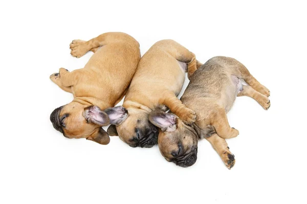 Französische Bulldoggen Welpen schlafen — Stockfoto