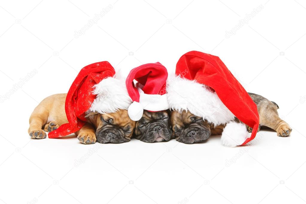 puppies sleeping in christmas hats