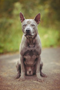 Thai ridgeback köpek açık havada