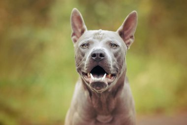 Thai ridgeback köpek açık havada