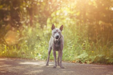 Thai ridgeback köpek açık havada