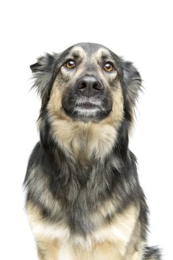 güzel köpek üzerine beyaz izole