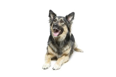 güzel köpek üzerine beyaz izole