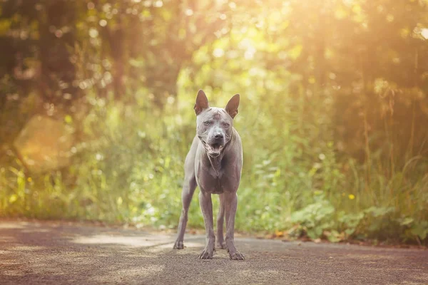 Thaise ridgeback hond buiten — Stockfoto