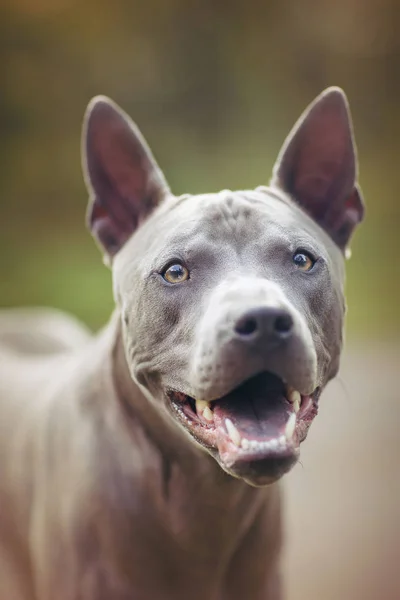 Thajský ridgeback pes venku — Stock fotografie