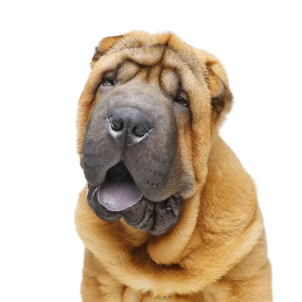 Hermoso shar pei cachorro —  Fotos de Stock