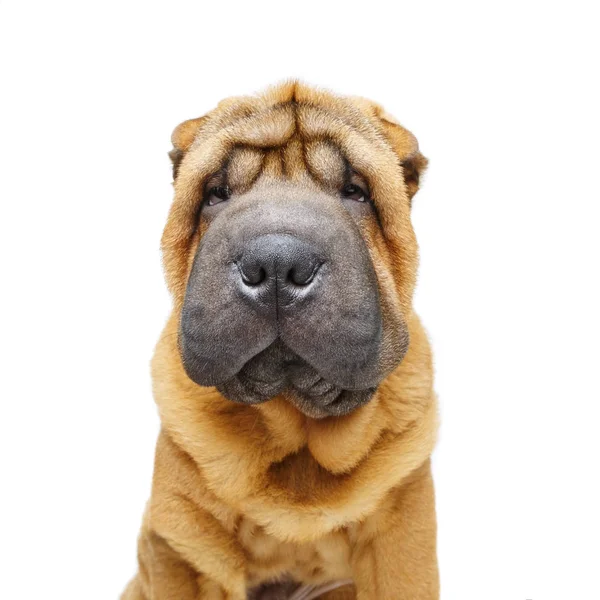Krásný shar pei štěně — Stock fotografie