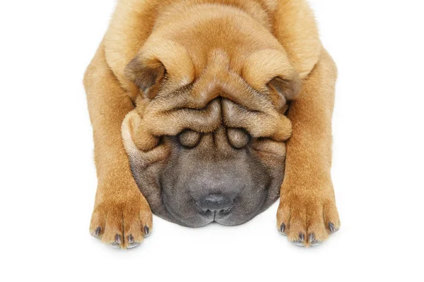 Lindo shar pei cachorro dormindo — Fotografia de Stock