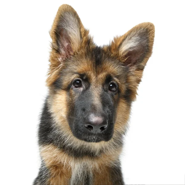 Belo cachorro pastor alemão — Fotografia de Stock