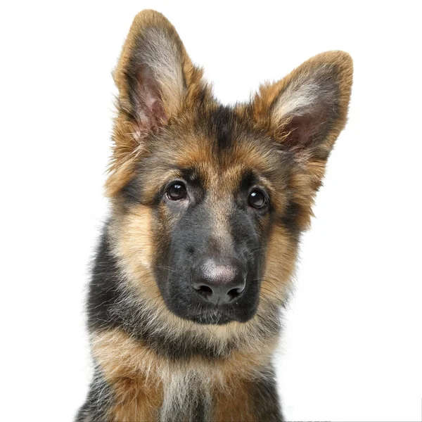 Beautiful german shepard puppy — Stock Photo, Image