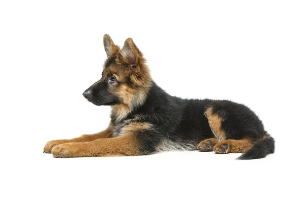Vacker tysk shepard puppy — Stockfoto