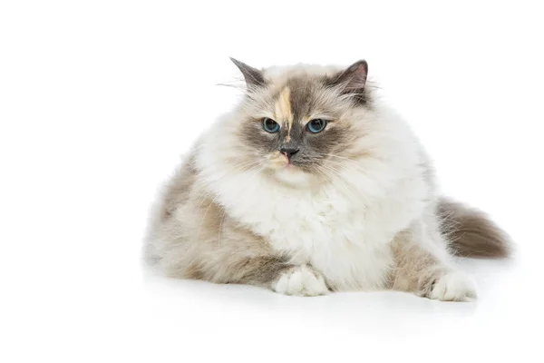 Güzel birma kedi üzerinde beyaz izole — Stok fotoğraf
