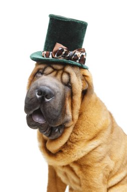 güzel shar pei köpek şapkalı