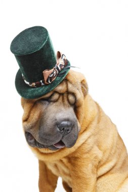 güzel shar pei köpek şapkalı