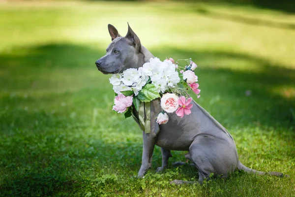 Thai ridgeback dog in flower wreath — Stock Photo, Image