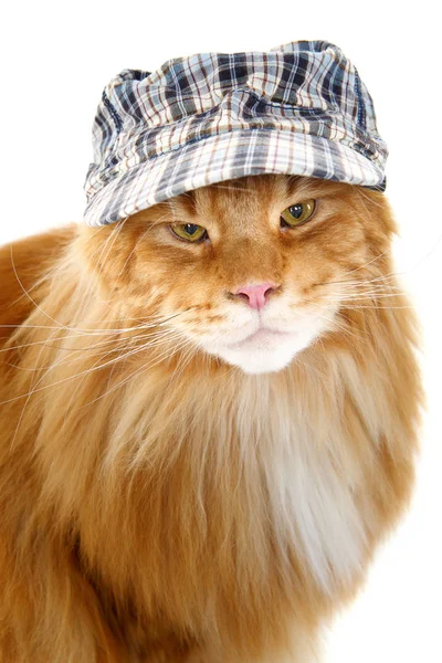 Vacker maine coon katt i hatt — Stockfoto