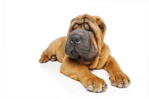 Gyönyörű shar-pei kiskutya — Stock Fotó