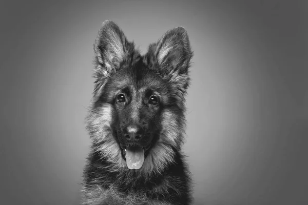 Beautiful german shepard puppy — Stock Photo, Image