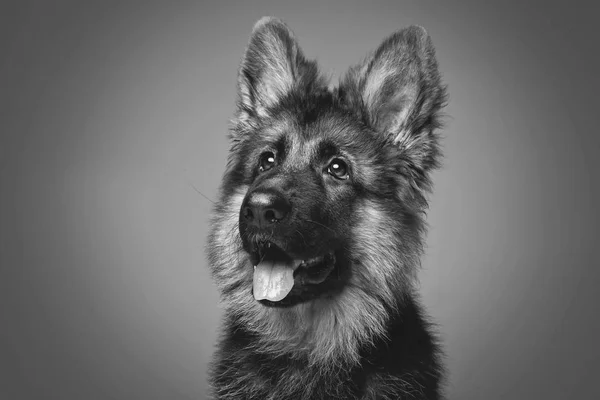 Vacker tysk shepard puppy — Stockfoto