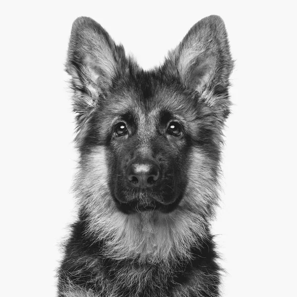 Beautiful german shepard puppy — Stock Photo, Image