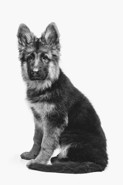 Beautiful german shepard puppy — Stock Photo, Image