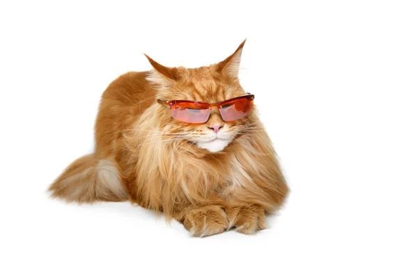 Lunettes De Soleil Chat Images Libres De Droit Photos De Lunettes De Soleil Chat Depositphotos