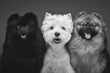iki güzel spitz köpekleri ve batı dağlık beyaz korkunç gri arka plan üzerinde. mutlu yüzler. Koyu arka plan üzerinde atış stüdyo.