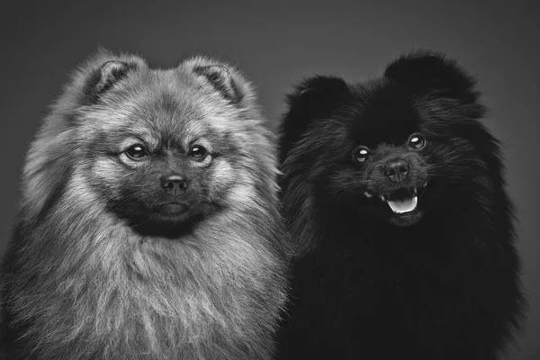 Dois Belos Cães Spitz Fundo Cinza Caras Felizes Estúdio Filmado — Fotografia de Stock
