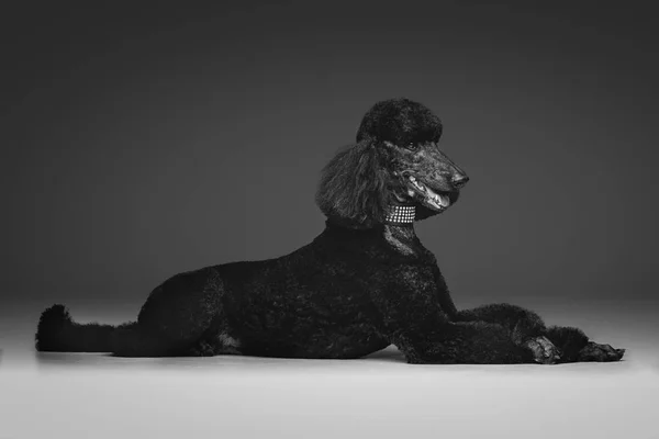 Belo Cão Poodle Preto Adulto Estúdio Filmado Fundo Cinza Espaço — Fotografia de Stock