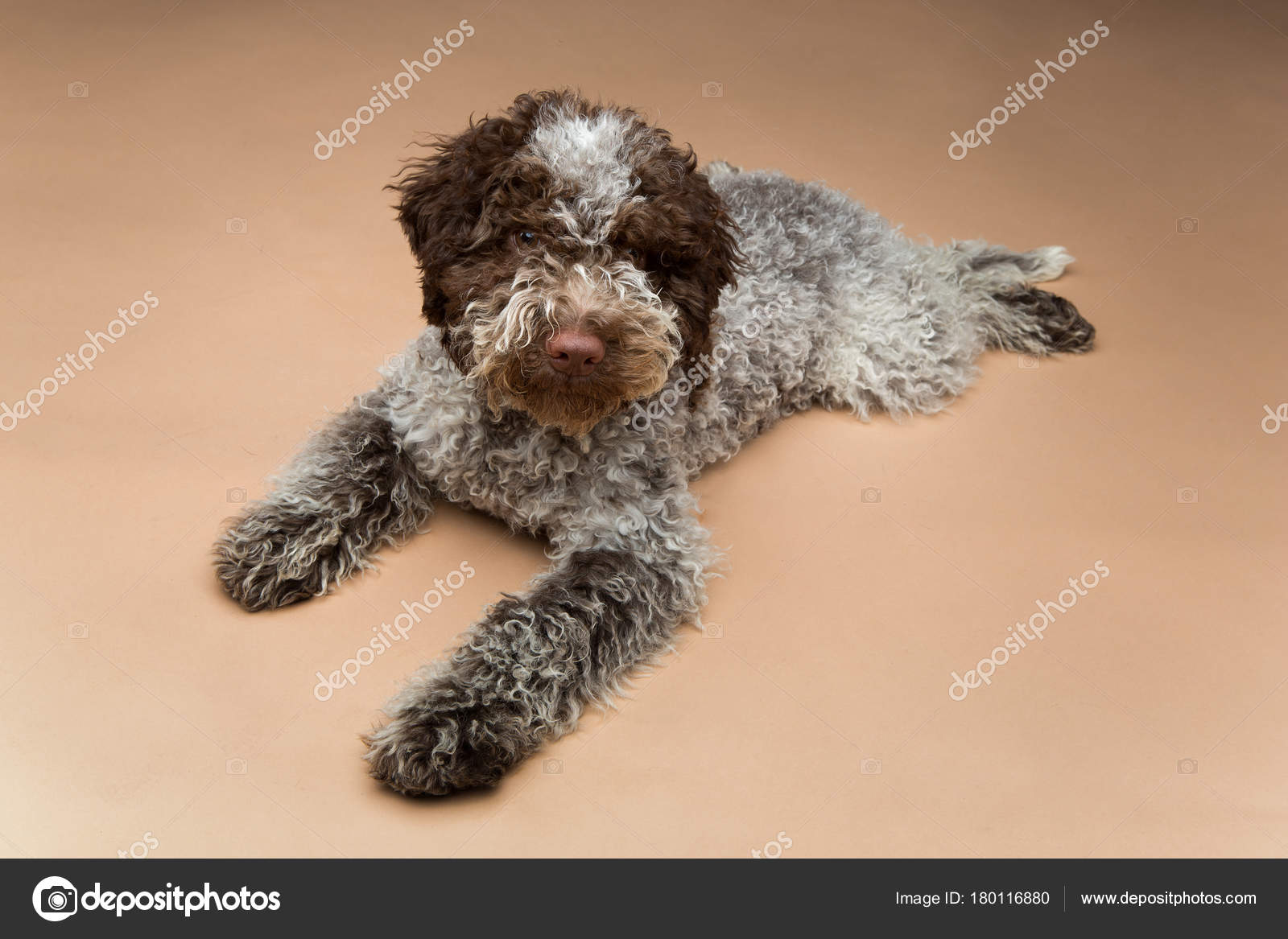 Beautiful Fluffy Lagotto Romagnolo Puppy Dog Studio Shot Brown Background Stock Photo C Svetography 180116880