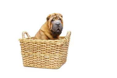 Beyaz arka plan üzerinde izole busket oturmuş güzel shar pei köpek yavrusu. kopya alanı.