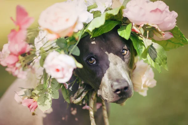 çiçek çelenk kafasına güzel genç Tay ridgeback köpek. Yaz sezonu. Açık atış. doğal ışık. kopya alanı.