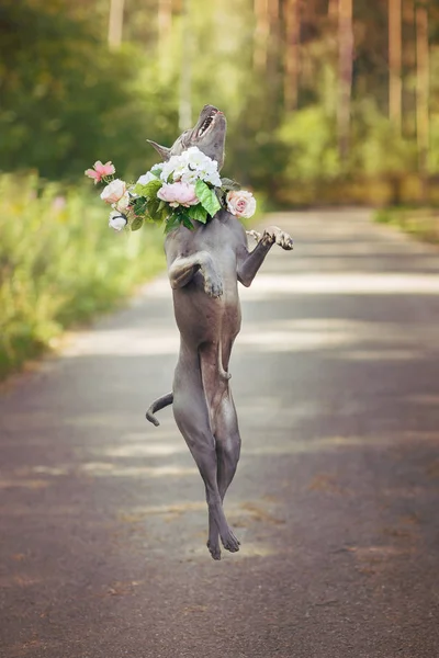 Beautiful Young Thai Ridgeback Dog Flower Wreath Head Jumping Summer — Stock Photo, Image
