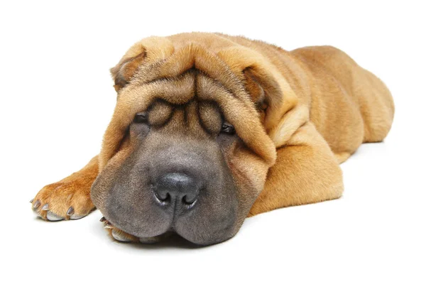 Hermoso Shar Pei Cachorro Acostado Aislado Sobre Fondo Blanco Espacio — Foto de Stock