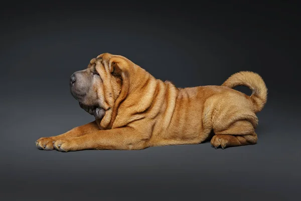 Hermoso Shar Pei Cachorro Aislado Sobre Fondo Oscuro Espacio Copia —  Fotos de Stock