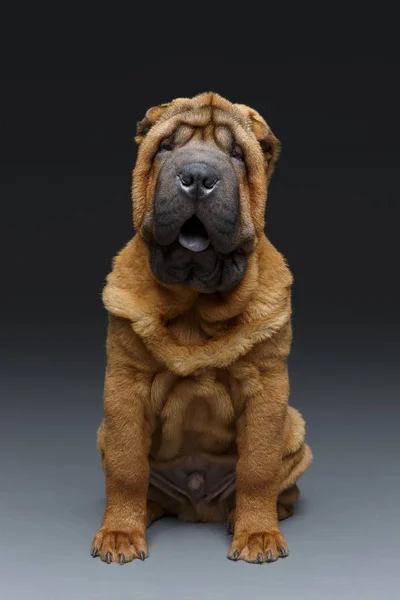 Beautiful Shar Pei Puppy Isolated Dark Background Copy Space — Stock Photo, Image