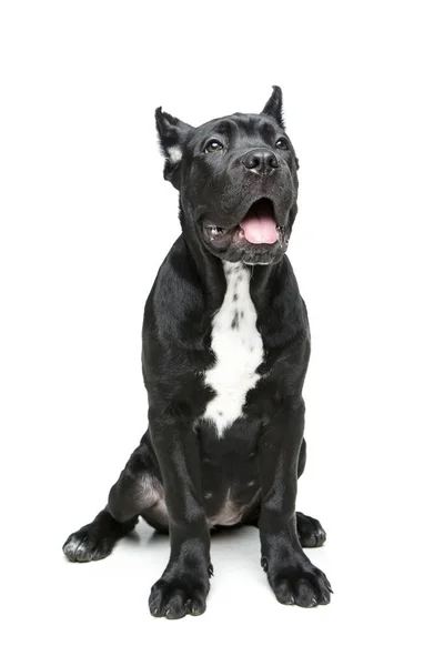 Hermoso Bastón Corso Cachorro Aislado Sobre Fondo Blanco —  Fotos de Stock