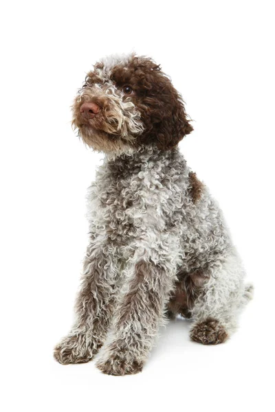 Beautiful Fluffy Lagotto Romagnolo Puppy Dog Studio Shot Isolated White — Stock Photo, Image