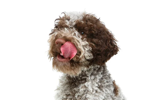 Bellissimo Peloso Cane Cucciolo Lagotto Romagnolo Studio Girato Isolato Sfondo — Foto Stock