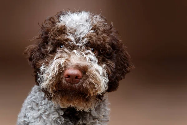 güzel kabarık lagotto'i romagnolo köpek yavrusu. Stüdyo kahverengi zemin üzerine vurdu. kopya alanı.
