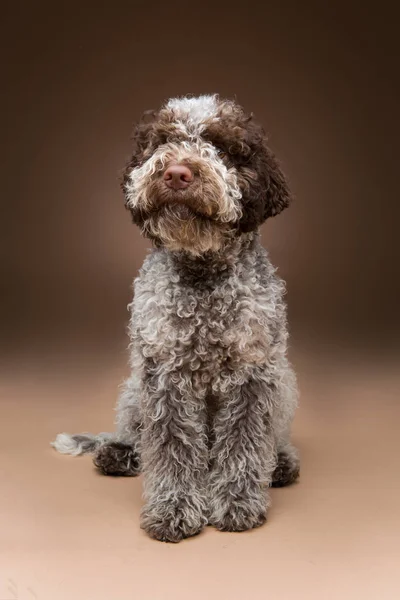 Bellissimo Peloso Cane Cucciolo Lagotto Romagnolo Studio Girato Sfondo Marrone — Foto Stock