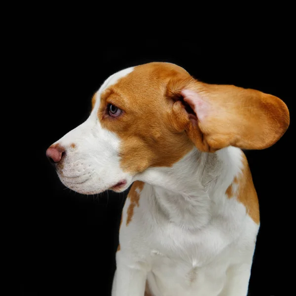 Hermosa Chica Perro Beagle Aislado Sobre Fondo Negro Grabado Estudio — Foto de Stock