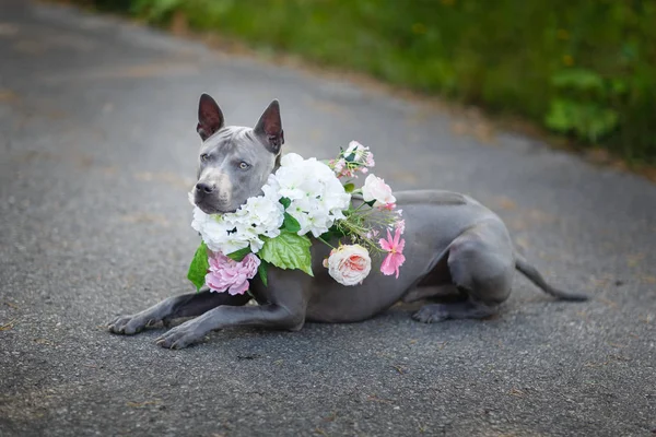 Thai ridgeback dog in corona di fiori — Foto Stock