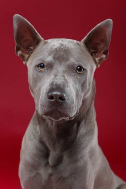 Tay ridgeback köpek kırmızı zemin üzerine
