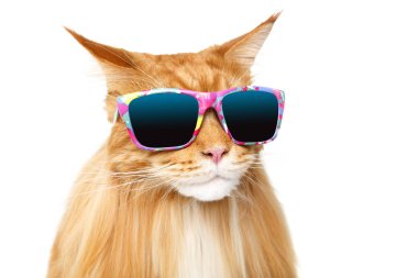 Güzel Maine Rakun Kedisi