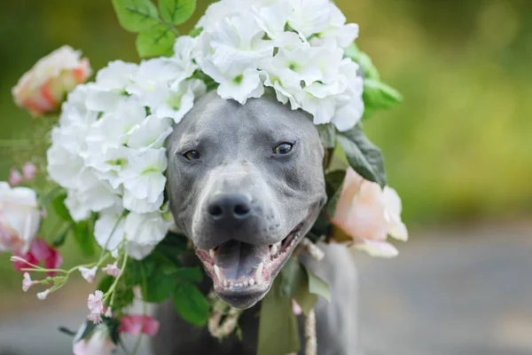 Thai ridgeback dog in corona di fiori — Foto Stock