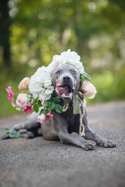 Thai ridgeback dog in flower wreath — Stock Photo, Image