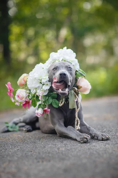 Thai ridgeback dog in corona di fiori — Foto Stock